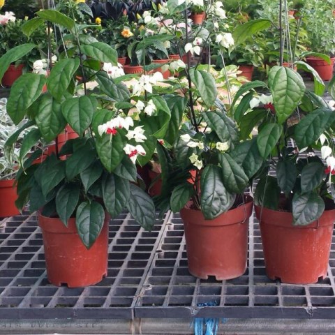Kızılay Çiçeği – Cleroendrum Thomsoniae