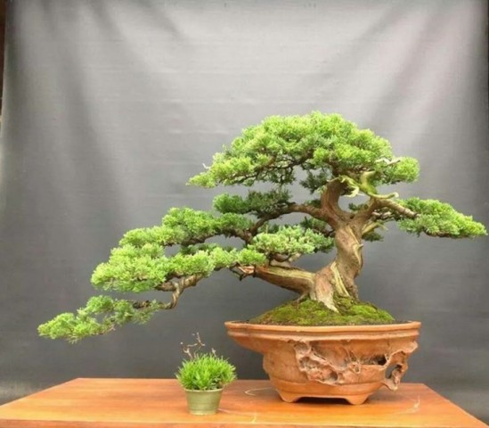 KIZILÇAM ( Pinus Brutia ) TOHUMU 1000 ADET