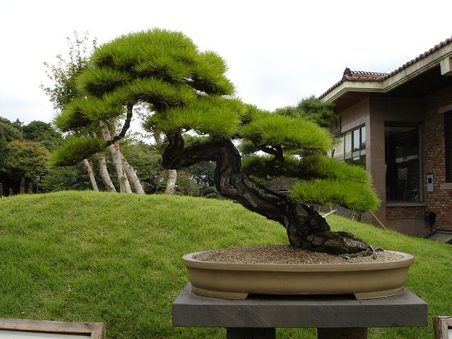 KIZILÇAM ( Pinus Brutia ) TOHUMU 1000 ADET