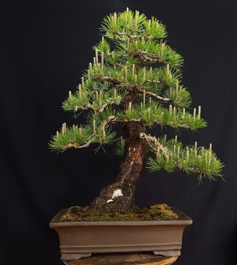 KIZILÇAM ( Pinus Brutia ) TOHUMU 250 ADET