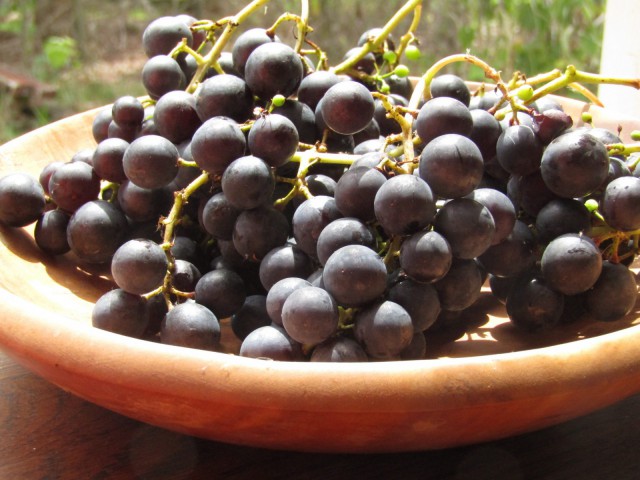 Kokulu Laz Üzümü (İzabella) Fidanı 2 Yaş Tüplü