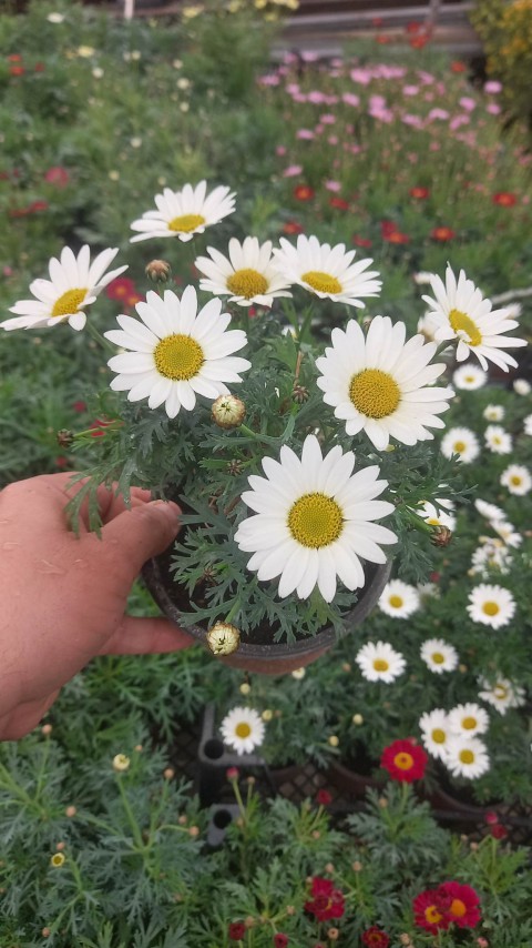KRALİÇE PAPATYASI 3 ADET - KARIŞIK RENK ve SAKSILI