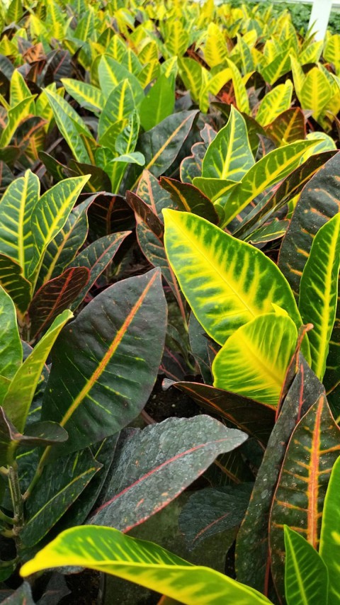 Kraton (Croton Petra) 20 - 30 cm