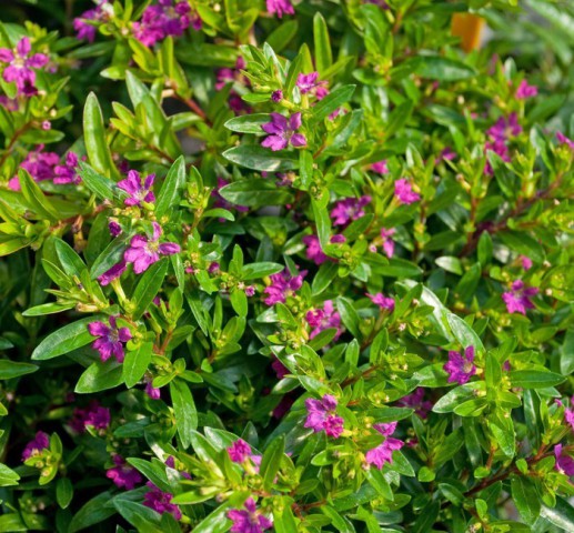 KUFEYA CENNET ÇİÇEĞİ 10 ADET ( PEMBE )
