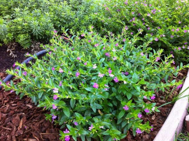 KUFEYA CENNET ÇİÇEĞİ 5 ADET ( PEMBE )