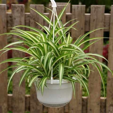 Kurdele Çiçeği  (Chlorophytum comosum) - Askılı Saksıda