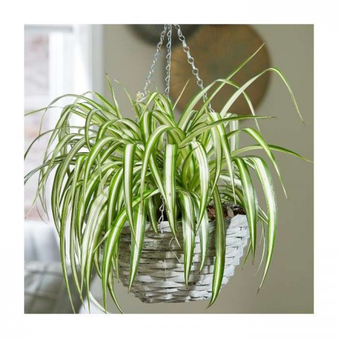 Kurdele Çiçeği  (Chlorophytum comosum) - Askılı Saksıda