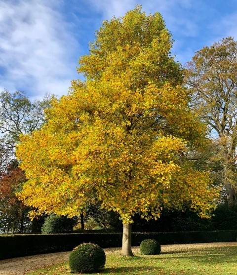 LALE AĞACI FİDANI - 2 YAŞ SAKSILI (Liriodendron Tulipifera)