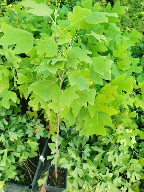 LALE AĞACI FİDANI - 2 YAŞ SAKSILI (Liriodendron Tulipifera)
