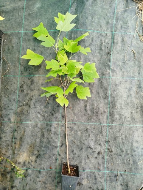LALE AĞACI FİDANI - 2 YAŞ SAKSILI (Liriodendron Tulipifera)