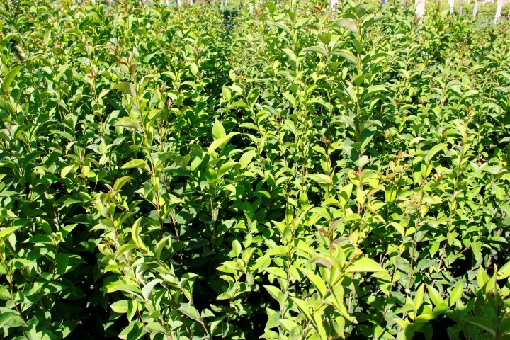 LİGUSTRUM KURTBAĞRI 10 ADET 100-120 cm - ÇİT BİTKİSİ (BÜYÜK BOY)
