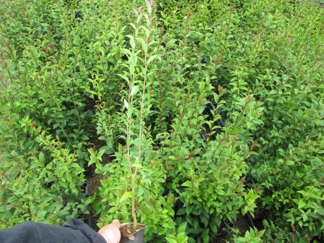 LİGUSTRUM KURTBAĞRI 10 ADET - ÇİT BİTKİSİ