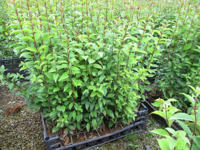 LİGUSTRUM KURTBAĞRI 200 ADET - ÇİT BİTKİSİ