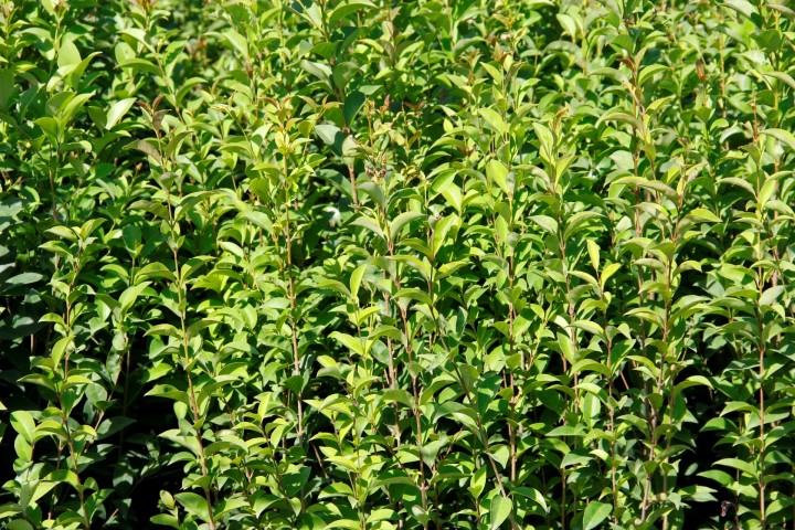 LİGUSTRUM KURTBAĞRI 3 ADET 100-120 cm - ÇİT BİTKİSİ (BÜYÜK BOY)
