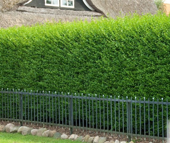 LİGUSTRUM KURTBAĞRI 30 ADET - ÇİT BİTKİSİ