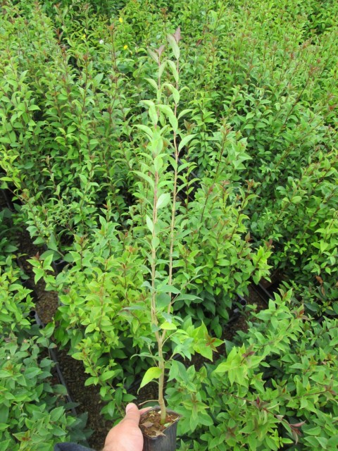 LİGUSTRUM KURTBAĞRI 5 ADET - ÇİT BİTKİSİ