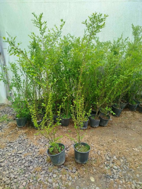 LİGUSTRUM SİNENSE 5 ADET 100-120 CM (ÇİÇEK AÇAN ÇİT BİTKİSİ)
