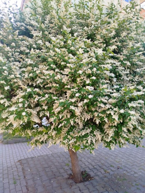 LİGUSTRUM SİNENSE 5 ADET 100-120 CM (ÇİÇEK AÇAN ÇİT BİTKİSİ)