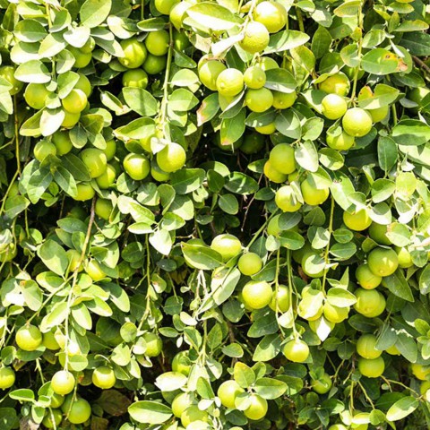 LİME MİSKET LİMON FİDANI 3 ADET - Limequat