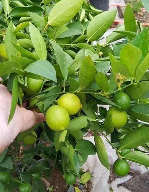LİME MİSKET LİMON FİDANI 3 ADET - Limequat