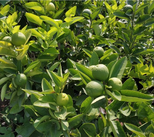LİME MİSKET LİMON FİDANI 5 ADET - Limequat