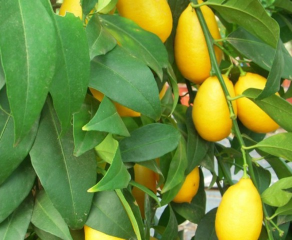 LİME MİSKET LİMON FİDANI 5 ADET - Limequat