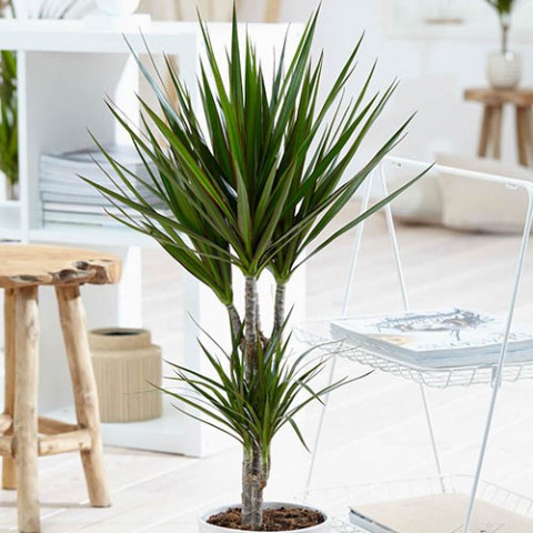 Madagaskar Dragon Ağacı – Dracaena Marginata 2 Gövdeli Yeşil