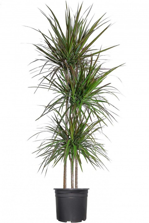 Madagaskar Dragon Ağacı – Dracaena Marginata 3 Gövdeli Yeşil