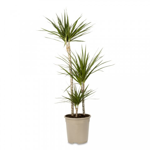 Madagaskar Dragon Ağacı – Dracaena Marginata 3 Gövdeli Yeşil