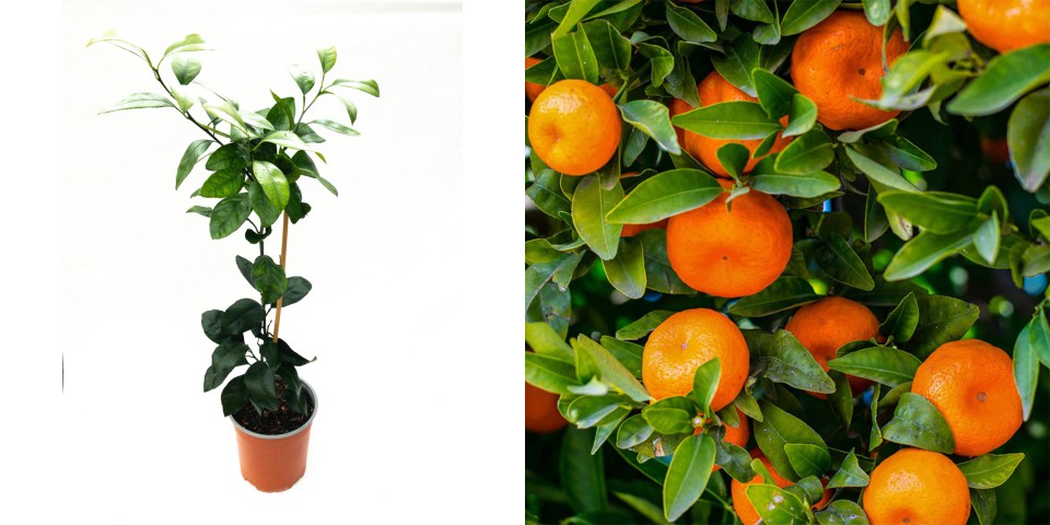 MANDALİNA FİDANI (Satsuma) 3 ADET - 3 YAŞ AŞILI ve TÜPLÜ 100-150 cm