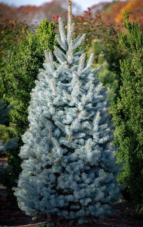 MAVİ LADİN FİDANI 3 ADET - Picea Pungens Glauca