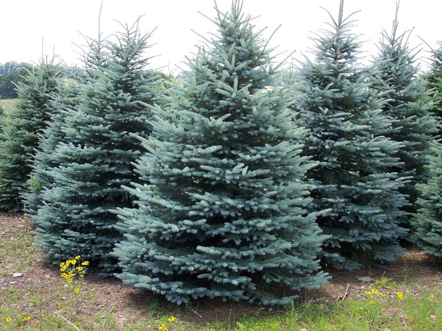 MAVİ LADİN FİDANI - Picea Pungens Glauca