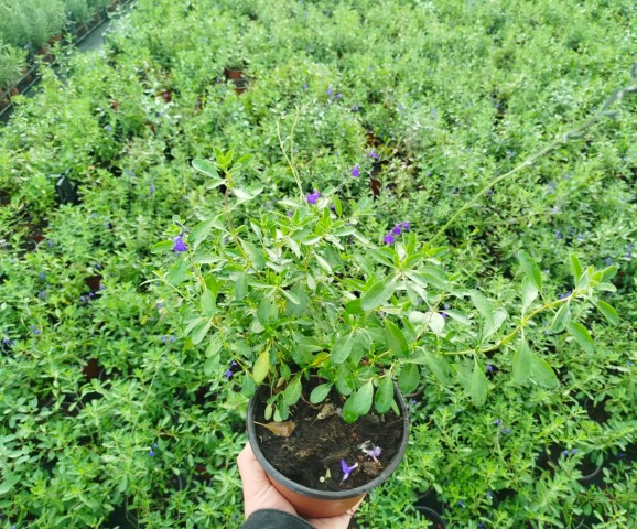 MAVİ SÜS ADAÇAYI 3 ADET - Salvia Microphylla Blue Monrovia