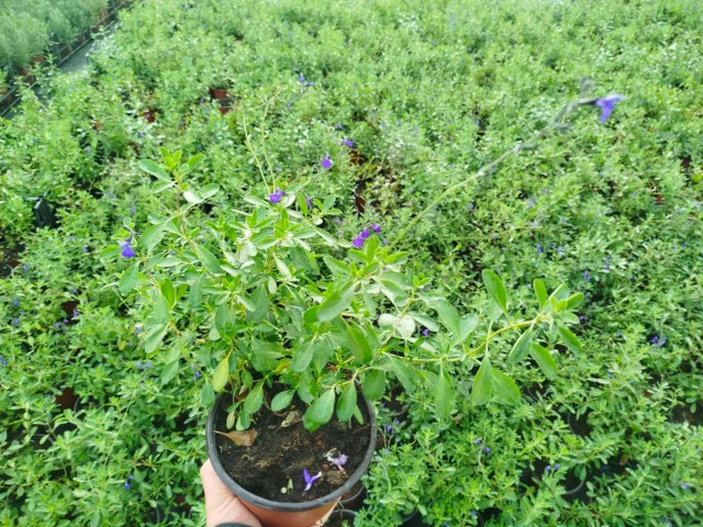 MAVİ SÜS ADAÇAYI 3 ADET - Salvia Microphylla Blue Monrovia