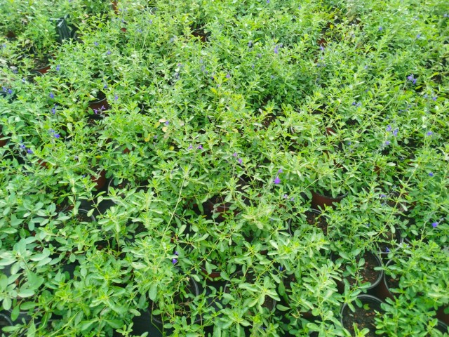 MAVİ SÜS ADAÇAYI 3 ADET - Salvia Microphylla Blue Monrovia