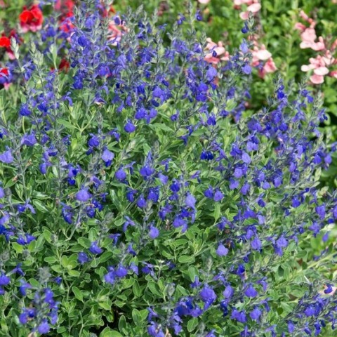 MAVİ SÜS ADAÇAYI 5 ADET - Salvia Microphylla Blue Monrovia