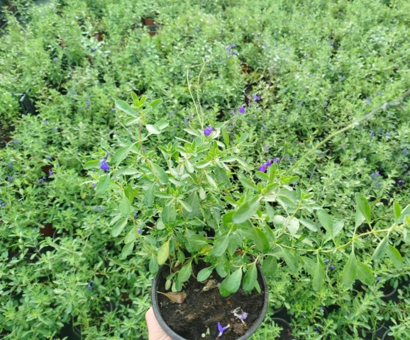 MAVİ SÜS ADAÇAYI 5 ADET - Salvia Microphylla Blue Monrovia
