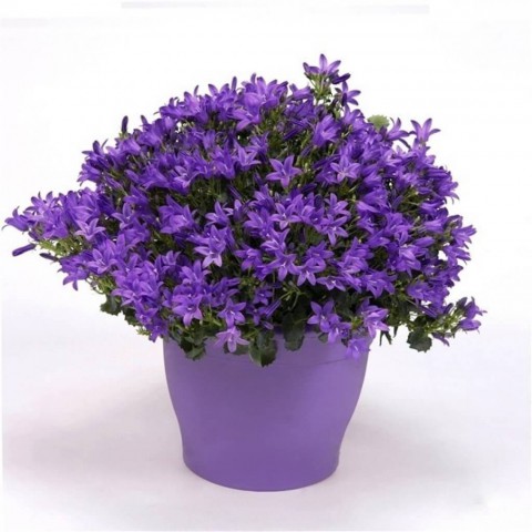 Maviş çiçeği – Campanula