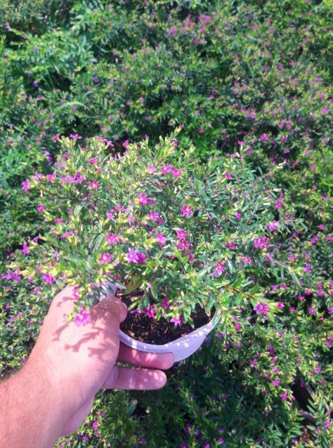 MEZAR - KABİR BİTKİ SETİ - 10 ADET CENNET ÇİÇEĞİ KUFEYA + 20 KG DOLOMİT TAŞI