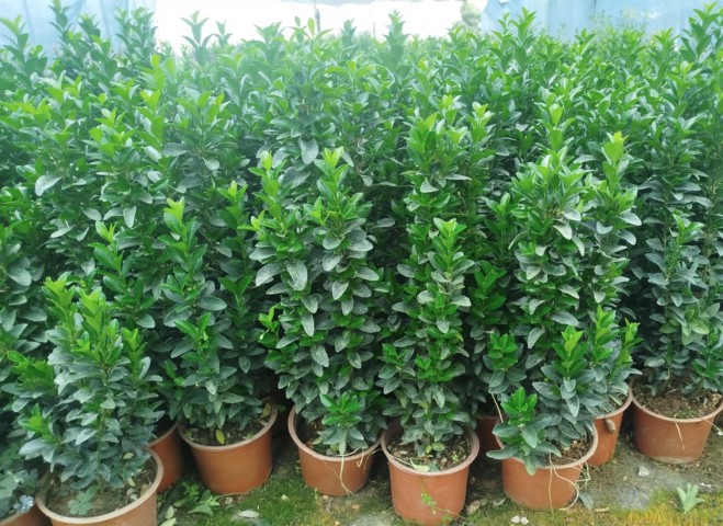 MEZAR - KABİR BİTKİ SETİ - 10 ADET YEŞİL SÜTUN TAFLAN GREENSPİRE 25-30 CM