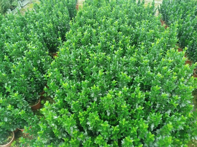 MEZAR - KABİR BİTKİ SETİ - 10 ADET YEŞİL SÜTUN TAFLAN GREENSPİRE 25-30 CM