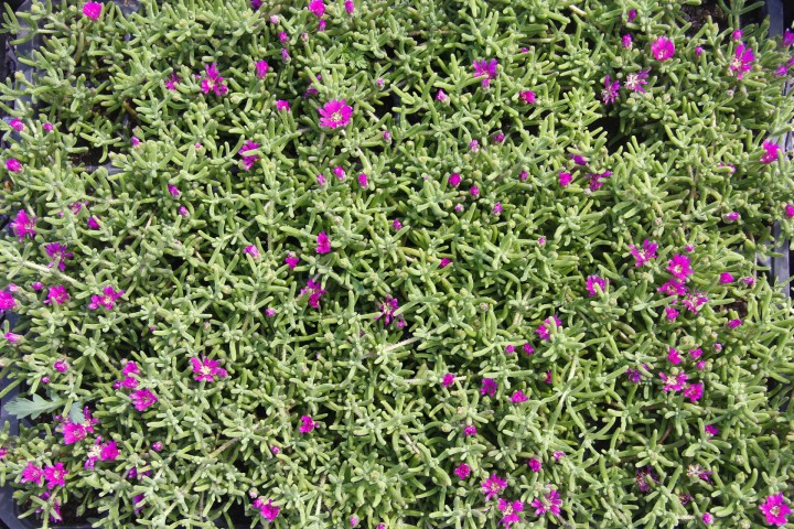 MEZAR - KABİR BİTKİ SETİ - 60 ADET 2 ÇEŞİT KALICI BİTKİ (Acem Halısı-Gold Taflan)