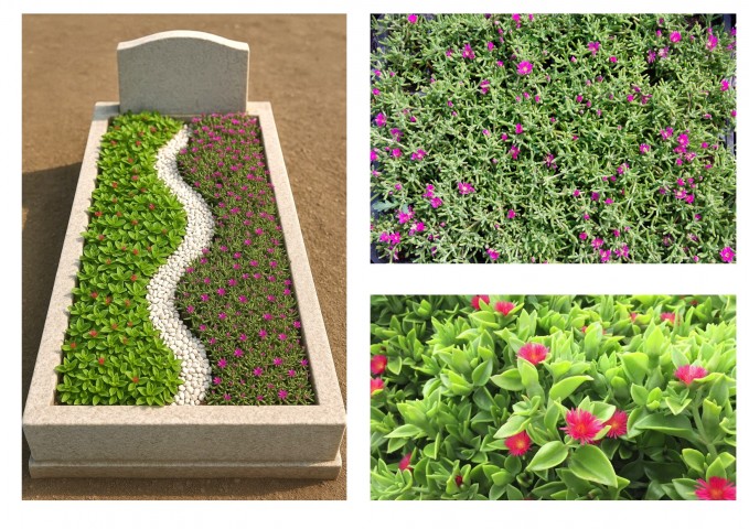 MEZAR - KABİR ÇİÇEKLİ BİTKİ SETİ - 90 ADET YER ÖRTÜCÜ BİTKİ + 20 KG DOLOMİT TAŞI (Acem Halısı-Buz Çiçeği)