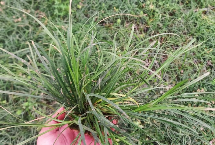 MEZAR - KABİR OSMANLI ÇİMİ SETİ - 50 ADET GÖLGE ÇİMİ + 20 KG BEYAZ DOLOMİT TAŞI