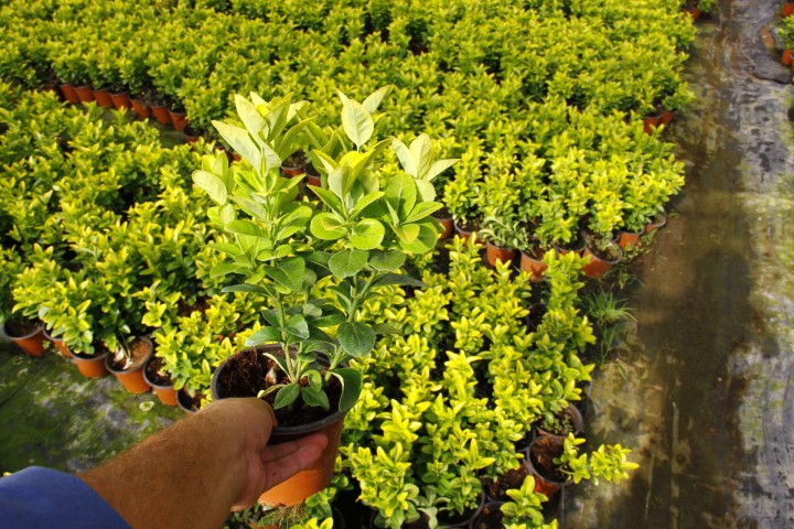 MEZAR - KABİR SARI BİTKİ SETİ - 10 ADET GOLD TAFLAN 20-30 CM