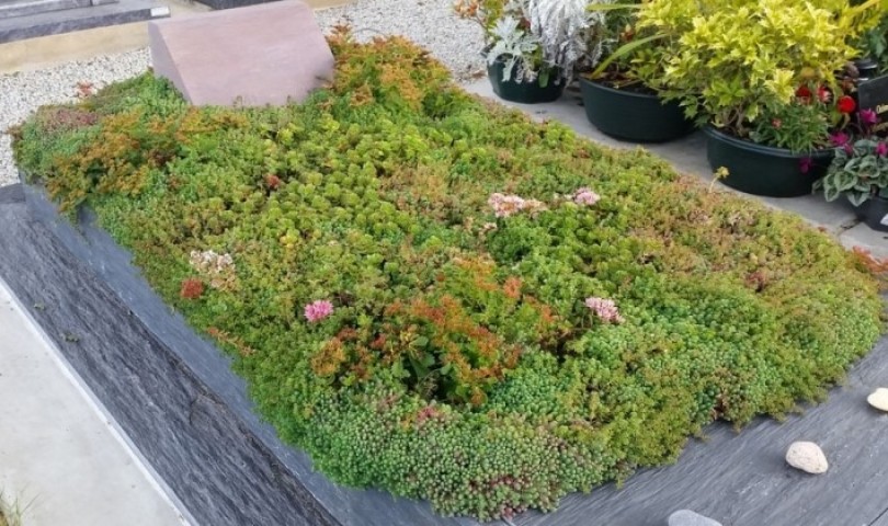 MEZAR - KABİR SEDUM BİTKİ SETİ - 90 ADET 2 ÇEŞİT KURAKÇIL BİTKİ