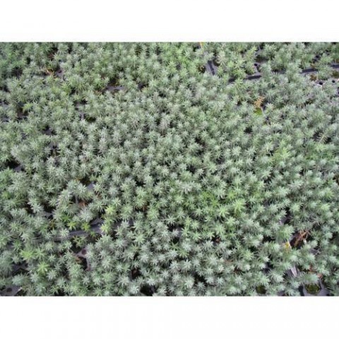 MEZAR - KABİR  SEDUM BİTKİ SETİ - 90 ADET 2 ÇEŞİT KURAKÇIL BİTKİ