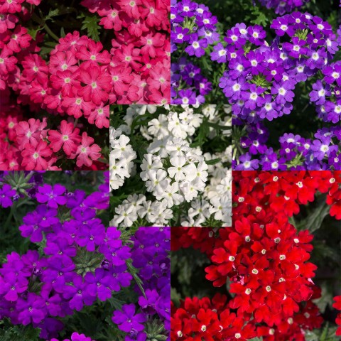 MİNE ÇİÇEĞİ 5 ADET SAKSILI - VERBENA YER MİNESİ