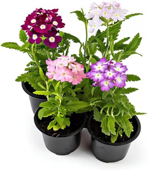 MİNE ÇİÇEĞİ 5 ADET SAKSILI - VERBENA YER MİNESİ