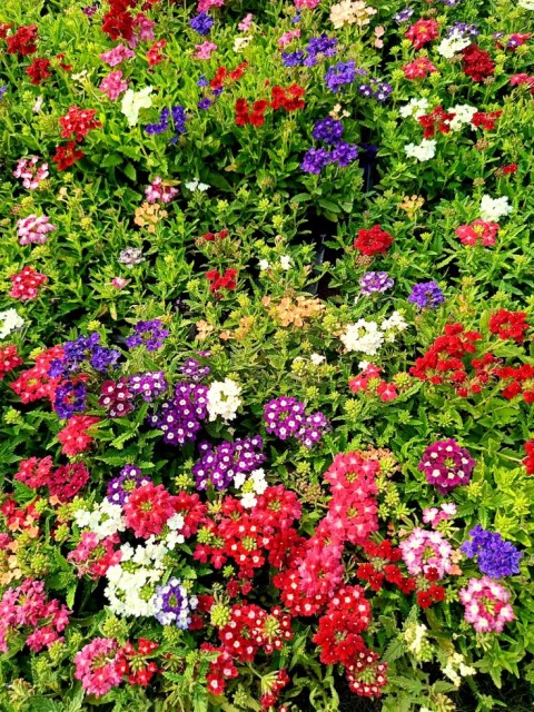 MİNE ÇİÇEĞİ 5 ADET SAKSILI - VERBENA YER MİNESİ